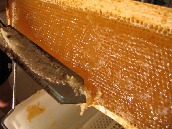 چرا عسل ارگانیک شهرت بالایی دارد؟