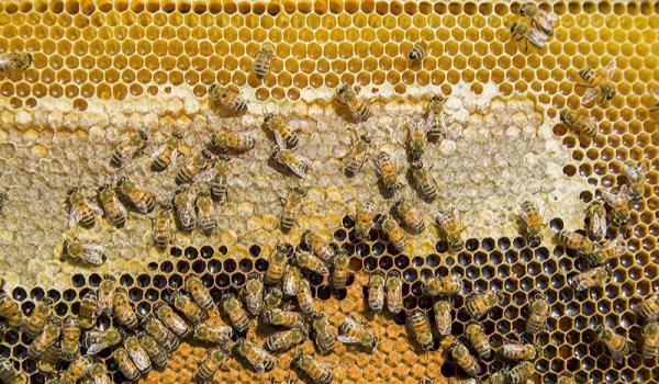 تولیدکننده عسل گون طبیعی