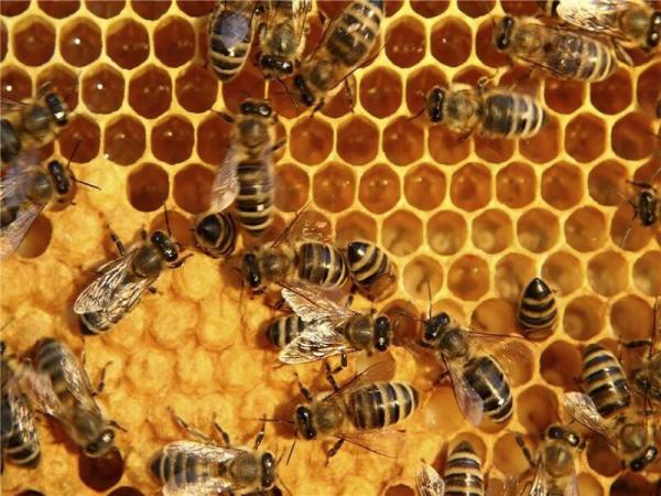 خاصیت عسل بهاره چیست؟