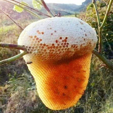 تولید کننده عسل خالص مرغوب