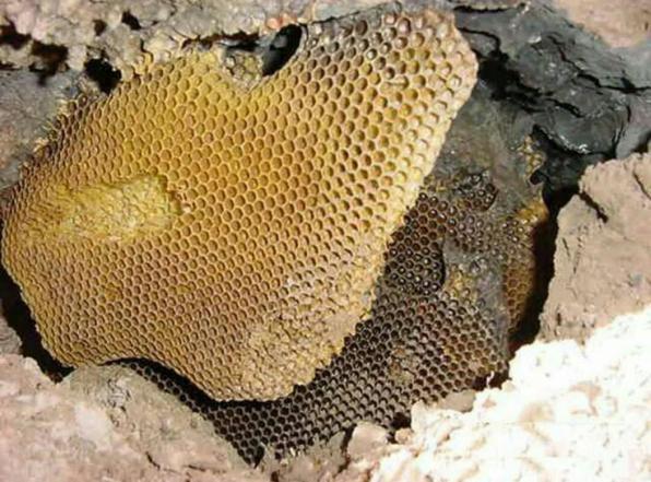 روش تشخیص عسل خالص طبیعی
